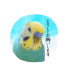 インコくぅちゃん（個別スタンプ：5）