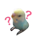 インコくぅちゃん（個別スタンプ：6）