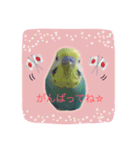 インコくぅちゃん（個別スタンプ：7）