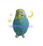 インコくぅちゃん（個別スタンプ：8）