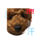 トイプードルのROCKと蘭❤（個別スタンプ：4）