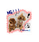 トイプードルのROCKと蘭❤（個別スタンプ：5）