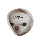 チワワのくうさん♪（個別スタンプ：1）