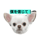 チワワのくうさん♪（個別スタンプ：3）