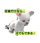 チワワのくうさん♪（個別スタンプ：5）