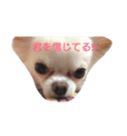 チワワのくうさん♪（個別スタンプ：8）