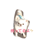 チワワのくうさん♪（個別スタンプ：13）