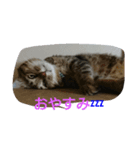 わさびとしろ（個別スタンプ：2）