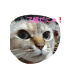わさびとしろ（個別スタンプ：4）