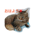 わさびとしろ（個別スタンプ：6）