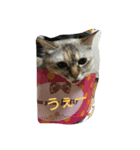 わさびとしろ（個別スタンプ：7）