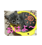 サバトラ猫 ペコちゃんのスタンプ1（個別スタンプ：2）