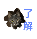 サバトラ猫 ペコちゃんのスタンプ1（個別スタンプ：4）