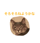 サバトラ猫 ペコちゃんのスタンプ1（個別スタンプ：5）