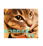サバトラ猫 ペコちゃんのスタンプ1（個別スタンプ：6）