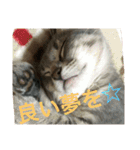 サバトラ猫 ペコちゃんのスタンプ1（個別スタンプ：7）