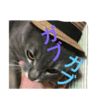 サバトラ猫 ペコちゃんのスタンプ1（個別スタンプ：9）
