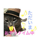 サバトラ猫 ペコちゃんのスタンプ1（個別スタンプ：10）