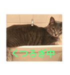サバトラ猫 ペコちゃんのスタンプ1（個別スタンプ：12）