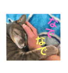 サバトラ猫 ペコちゃんのスタンプ1（個別スタンプ：15）