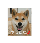 柴犬こまち その1（個別スタンプ：1）