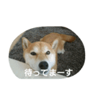 柴犬こまち その1（個別スタンプ：3）