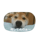 柴犬こまち その1（個別スタンプ：4）