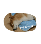 柴犬こまち その1（個別スタンプ：5）
