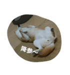 柴犬こまち その1（個別スタンプ：6）