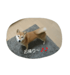 柴犬こまち その1（個別スタンプ：7）