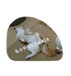 柴犬こまち その1（個別スタンプ：8）