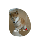 柴犬こまち その1（個別スタンプ：9）