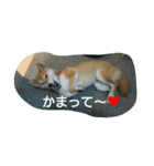 柴犬こまち その1（個別スタンプ：10）