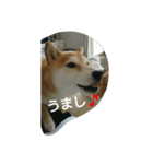 柴犬こまち その1（個別スタンプ：11）