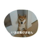 柴犬こまち その1（個別スタンプ：12）