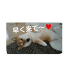 柴犬こまち その1（個別スタンプ：13）