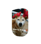 柴犬こまち その1（個別スタンプ：14）