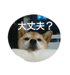 柴犬こまち その1（個別スタンプ：15）