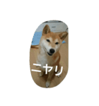 柴犬こまち その1（個別スタンプ：16）