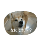 柴犬こまち その1（個別スタンプ：17）