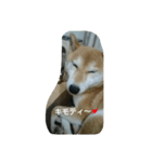 柴犬こまち その1（個別スタンプ：18）
