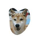 柴犬こまち その1（個別スタンプ：19）