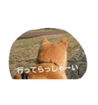 柴犬こまち その1（個別スタンプ：20）