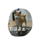 柴犬こまち その1（個別スタンプ：21）