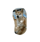 柴犬こまち その1（個別スタンプ：22）
