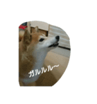 柴犬こまち その1（個別スタンプ：23）
