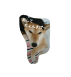 柴犬こまち その1（個別スタンプ：24）