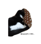 にゃん1（個別スタンプ：2）
