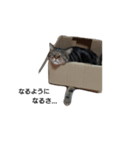 にゃん1（個別スタンプ：5）