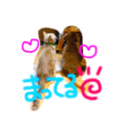 犬猫兄弟✩（個別スタンプ：1）